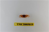 藏品(斯氏沙蟹)的圖片